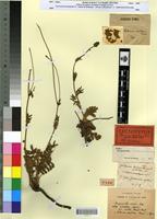 Lectotype of Poterium vestitum Pomel [family ROSACEAE]