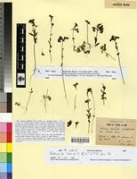 Type of Linaria bipartita (Vent.) Willd. var. maritima Maire [family SCROPHULARIACEAE]