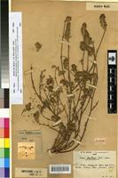 Isosyntype of Ononis pseudocaphalantha Emb. & Maire [family FABACEAE-PAPILIONOIDEAE]