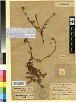 Syntype of Anacyclus valentinus L. var. homogamus Maire [family ASTERACEAE]