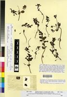 Type of Linaria reflexa Desf. var. cirtensis Maire [family SCROPHULARIACEAE]