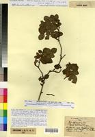 Holotype of Rosa obtusifolia Desv. sensu lato fa. fasciculata R. Keller [family ROSACEAE]