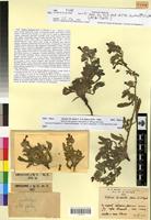 Syntype of Echium michaelis Maire & Wilczek [family BORAGINACEAE]