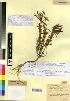 Holotype of Lotus cytisoides L. var. viridulus Maire [family FABACEAE-PAPILIONOIDEAE]