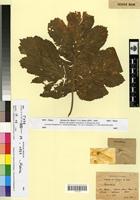Syntype of Heracleum sphondylium L. var. rotundatum Maire [family APIACEAE]