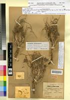 Lectotype of Astragalus gombiformis Pomel var. amblyocarpus Maire [family FABACEAE-PAPILIONOIDEAE]
