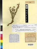 Syntype of Artemisia saharae Pomel [family ASTERACEAE]