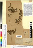 Type of Ononis glaucescens Pomel [family FABACEAE-PAPILIONOIDEAE]