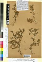 Holotype of Vicia consobrina Pomel [family FABACEAE-PAPILIONOIDEAE]