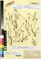 Type of Cynosurus elegans Desf. fo. reducta P. et F.Q. [family LAMIACEAE]