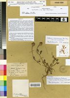 Lectotype of Anthemis carthaginis Batt. [family ASTERACEAE]