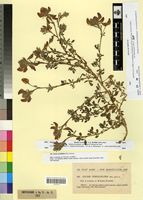 Type of Ononis penduliflora Pau [family FABACEAE]