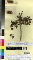 Type of Sevada schimperi Moq. [family CHENOPODIACEAE]