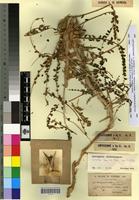 Type of Astragalus gombo Bunge [family FABACEAE-PAPILIONOIDEAE]