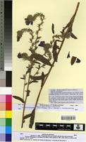 Type of Echium pulchrum Sennen et Mauricio [family BORAGINACEAE]