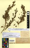 Type? of Ononis schousboei Pitard [family FABACEAE-PAPILIONOIDEAE]
