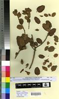 Type? of Quercus ilex L. f. graciloides Villar [family FAGACEAE]