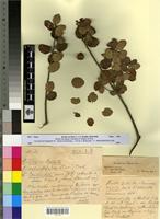 Type? of Quercus ilex L. subf. coutinhio Villar [family FAGACEAE]