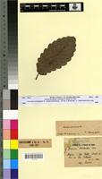 Type? of Quercus mirbeckii D.R. [family FAGACEAE]