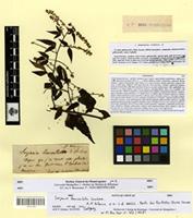 Isotype of serjania lanceolata Cambess. [family SAPINDACEAE]