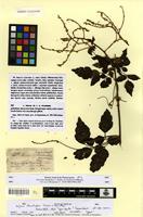 Type of serjania clematididea Triana & Planch. [family SAPINDACEAE]