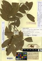 Holotype of sapindus esculentus A.St.-Hil. [family SAPINDACEAE]