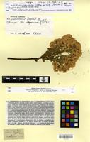 Isosyntype of Gymnanthemum abyssinicum Walp. [family ASTERACEAE]