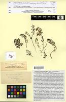 Isosyntype of Veronica campylopoda Boiss. [family SCROPHULARIACEAE]
