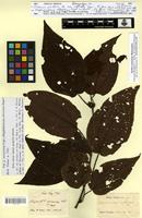 Isosyntype of Clidemia petiolata DC var. colorata Cogn. [family MELASTOMATACEAE]