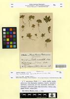 Isotype of Viola micranthella Wedd. [family VIOLACEAE]