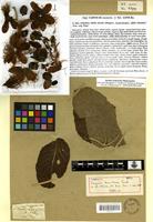Lectotype of Caryocar brasiliense Cambess. [family CARYOCARACEAE]