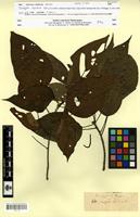 Isotype of Acalypha stipulacea Klotzsch [family EUPHORBIACEAE]