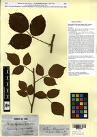 Syntype of Rubus pallidus Weihe subsp. litigiosus Sudre [family ROSACEAE]