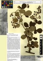 Syntype of Rubus vestitus Weihe subsp. pilifer Sudre [family ROSACEAE]
