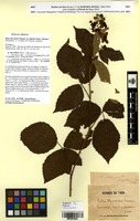 Holotype of Rubus thyrsoideus Wimm. var. latifolius Sudre [family ROSACEAE]