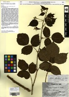 Lectotype of Rubus victoris Martrin-Donos [family ROSACEAE]