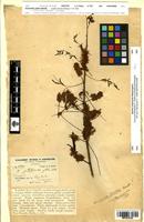 Isotype of Schrankia glabra Benth. [family FABACEAE]