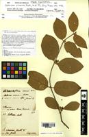Type? of Sabicea cinerea Aubl. [family RUBIACEAE]