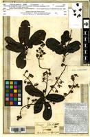 Type of Elaeocarpus integrifolius Lam. [family ELAEOCARPACEAE]