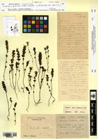 Isosyntype of Euphrasia bicknellii Bickn. [family OROBANCHACEAE]