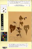 Isotype of Vitis embergeri Galet [family VITACEAE]