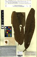 Isotype of Myristica erratica Hook. f. & Thomson [family MYRISTICACEAE]