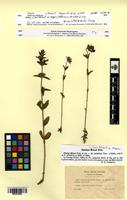 Isotype of Stachys milanii Magnier [family LAMIACEAE]