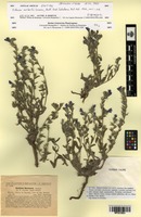 Isotype of Echium norberti Sennen [family BORAGINACEAE]