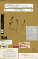 Isosyntype of Euphrasia tatrae Wettst. [family OROBANCHACEAE]