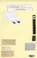 Isosyntype of Euphrasia capitulata F. Towns. [family OROBANCHACEAE]