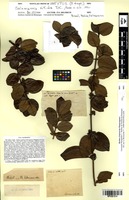 Isotype of Salzmannia nitida DC. [family RUBIACEAE]