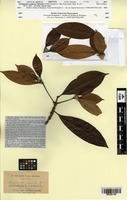 Isotype of Dichilanthe zeylanica Thwaites [family RUBIACEAE]