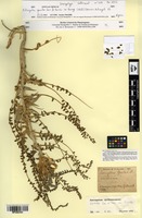 Isosyntype of Astragalus gombo Coss. & Durieu ex Bunge [family FABACEAE]