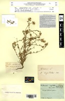 Type of Ononis capitata Cav. [family FABACEAE]